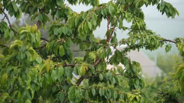 Lluvia de verano en el jardín. — Vídeos de Stock