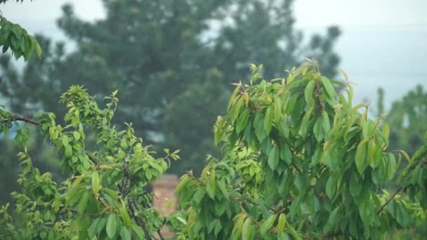 Summer rain in the garden. — Stock Video