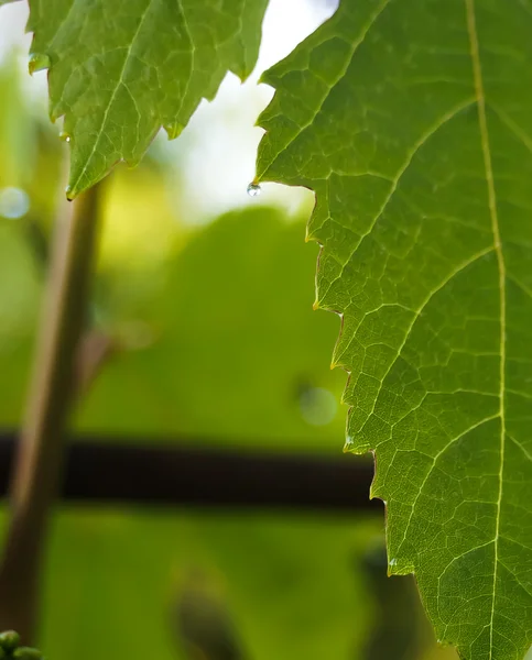 Uma gota de orvalho numa folha verde de uvas . — Fotografia de Stock