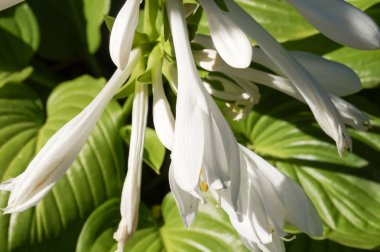 Bahçedeki zambak çiçeği.