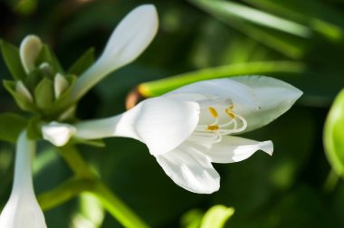 Bahçedeki zambak çiçeği.