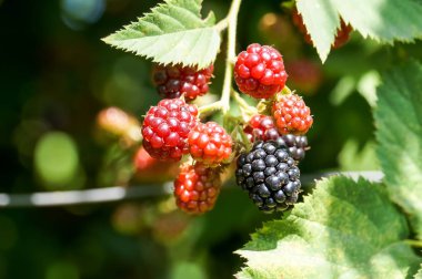 Böğürtlen ile fışkın.