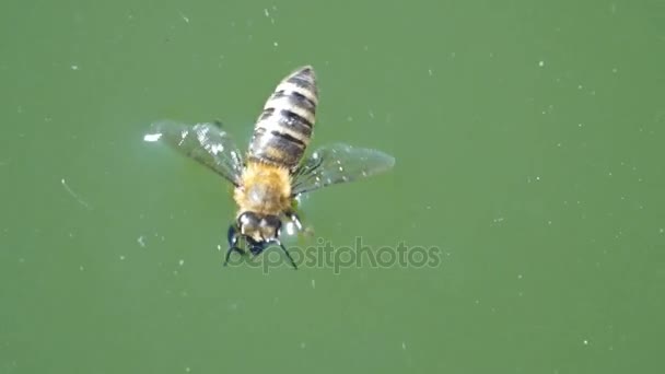 在水面上的蜜蜂. — 图库视频影像