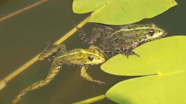 水の中のカエル. — ストック動画