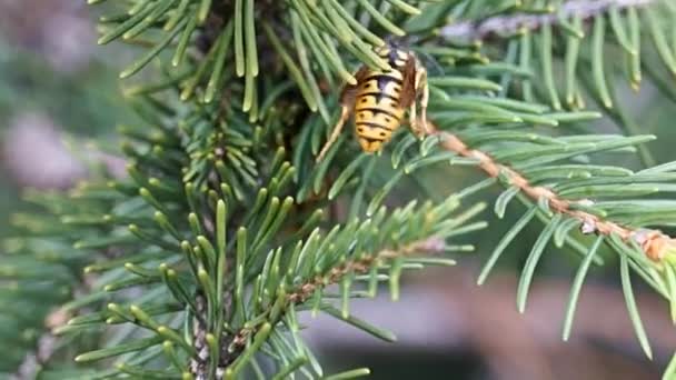 Nos ramos comendo uma vespa . — Vídeo de Stock