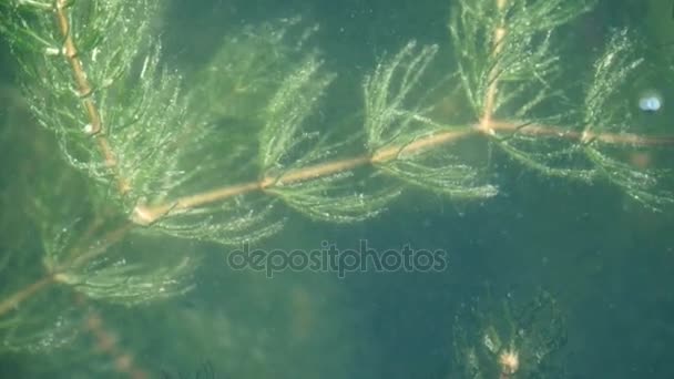 Algues fluviales sous l'eau . — Video