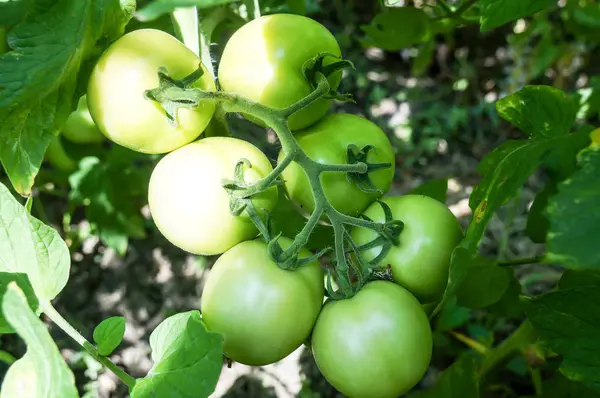 Tomates verdes pendurados em um arbusto . — Fotografia de Stock