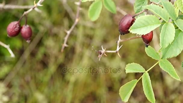 Steppe. Une branche de cynorrhodon sauvage . — Video