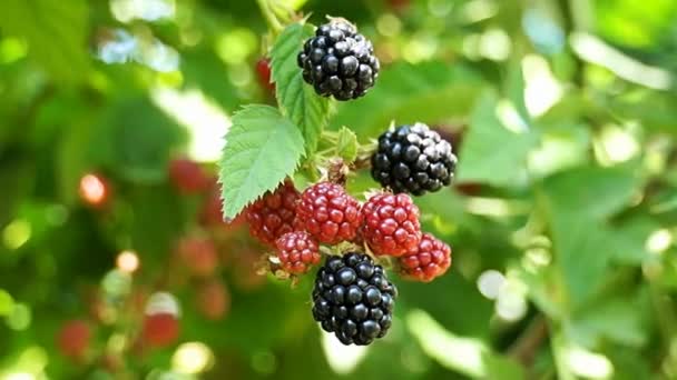 Zweig mit Brombeeren. — Stockvideo