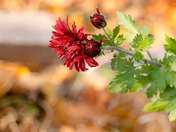 Chrysanthemum maroon. Live flowers growing in the garden, late autumn.