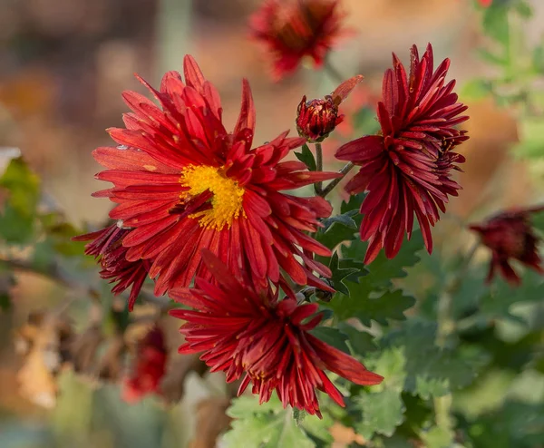 Chrysanthemum maroon. Live flowers growing in the garden, late autumn.