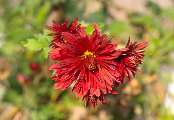Chrysanthemum maroon. Live flowers growing in the garden, late autumn.