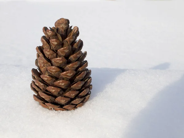 Cedro Cono Sulla Neve Bianca Giorno Inverno — Foto Stock