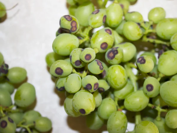 Siyah benekli bir sürü yeşil üzüm. Anthracnose üzümü. Mantar hastalığının ilk belirtileri. Ekoloji..