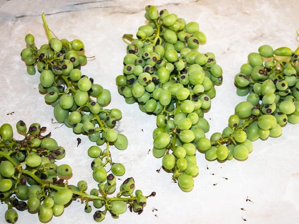 Grona Zielonych Winogron Czarnymi Plamami Winogrono Wąglika Pierwotne Objawy Choroby — Zdjęcie stockowe