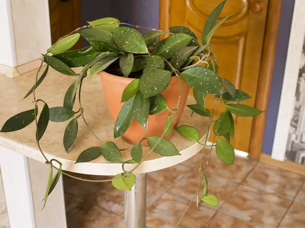 Kapalı alan bitkisi. Kahverengi bir tencerede. Sarmaşık çeşitlerinden. İçerideki bir rafta..