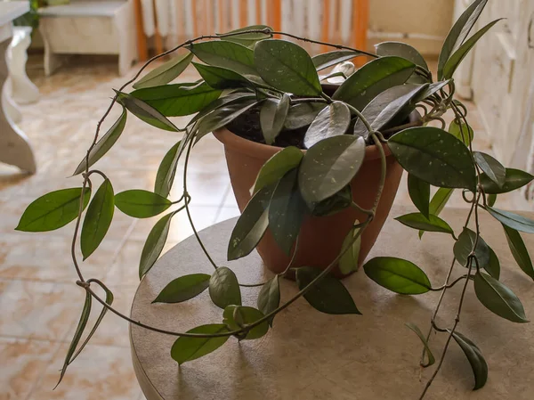 Kapalı alan bitkisi. Kahverengi bir tencerede. Sarmaşık çeşitlerinden. İçerideki bir rafta..