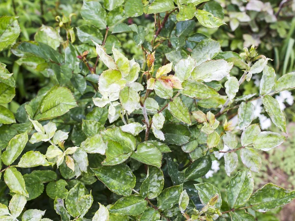 Gül çalısı hastalığı. Bitkinin yapraklarında beyaz bir plaket var. Toz Küf Bahçedeki bitkileri Önleme ve Tedavi.