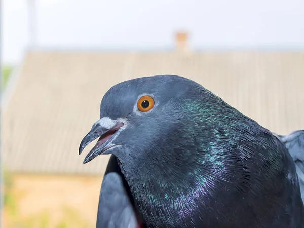 Lichen Sur Tête Chat Dermatophytose Est Une Maladie Fongique Superficielle — Photo