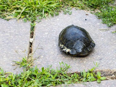 Bir tatlı su kaplumbağası. Kabuğu köpekler tarafından zarar görmüş..
