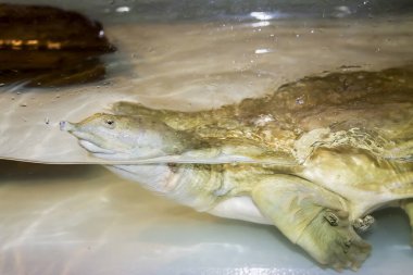 Hayvanat bahçesindeki su kaplumbağası..