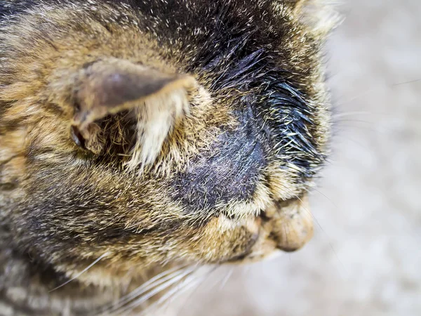 Lichen on the head of a cat, or dermatophytosis is a superficial fungal disease. Treatment and prevention of veterinary diseases.