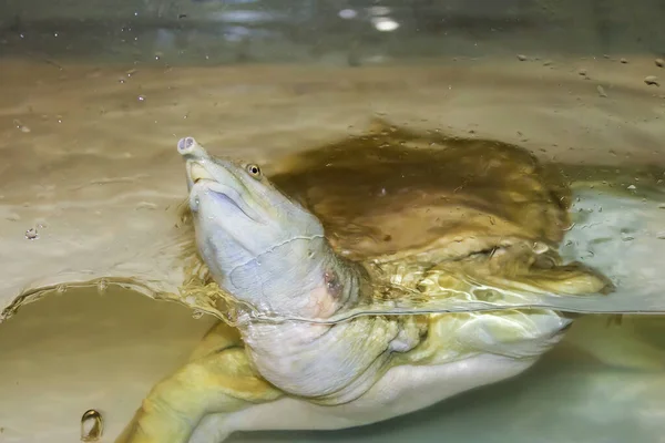 Sea Turtle Water Zoo — Stock Photo, Image