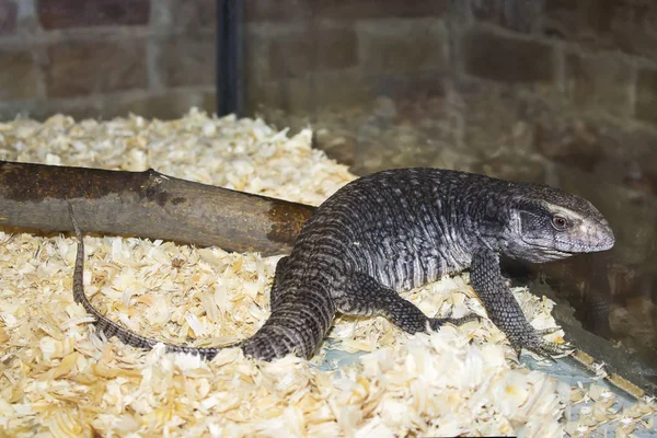 动物园里一只大而灰色的条纹蜥蜴 — 图库照片
