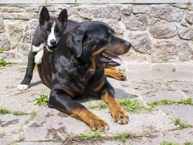 Karakteristik siyah beyaz ve yetişkin kadın Rottweiler ile 