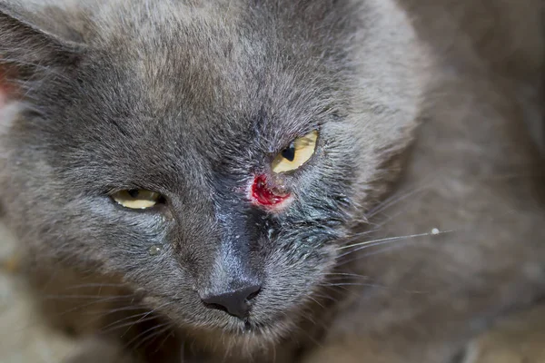 Open wound. An opened abscess in a cat\'s face, in the purification stage.