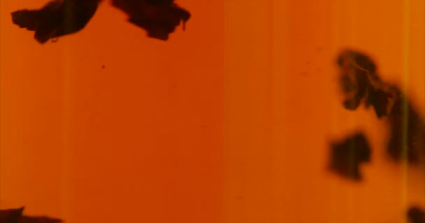 Je prépare du thé. Thé dans une tasse gros plan. Boisson chaude .