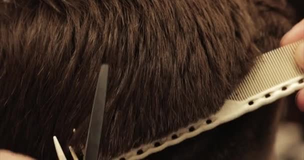 Hårvård. Han klippte sig i en frisersalong. Hårklippning med sax. — Stockvideo