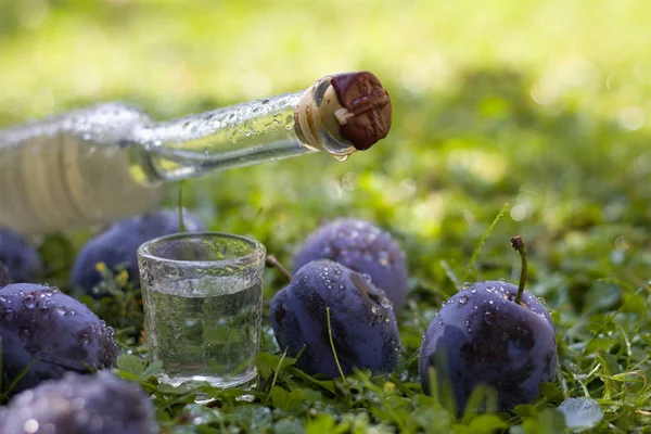 Plum brandy or schnapps with fresh and ripe plums