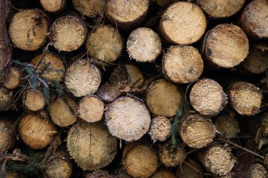 Yığınla ağaç gövdesi, odun yığını. Kesilmiş çam ağacı. Orman endüstrisi