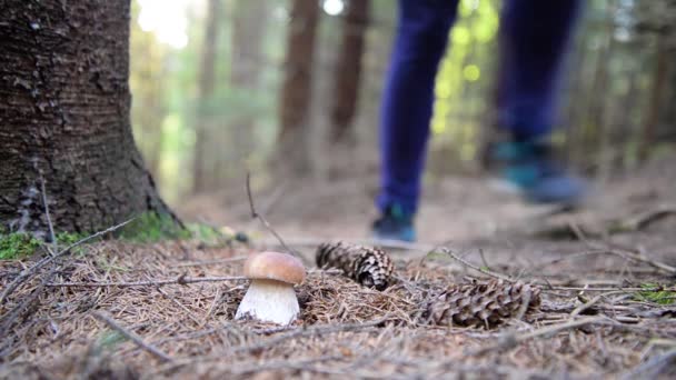 Recolección de setas en el bosque — Vídeo de stock