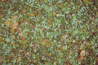 Sarı sonbahar yaprakları