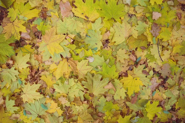 Gelbe Herbstblätter — Stockfoto