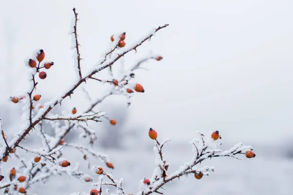 Kar altında kırmızı çilekler — Stok fotoğraf