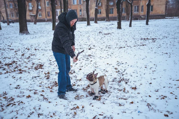 Французский бульдог играет зимой с человеком — стоковое фото