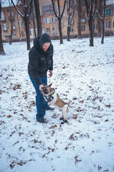 Francés Bulldog perro jugando en el invierno con el hombre — Foto de Stock