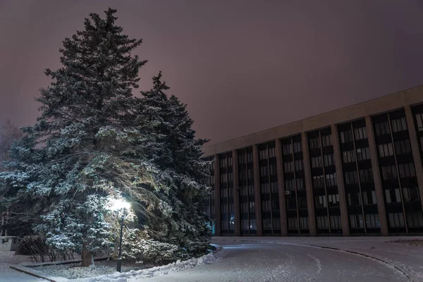 Рождественская елка в парке — стоковое фото