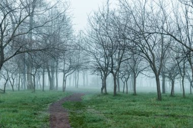 mornign Park sis ile iz