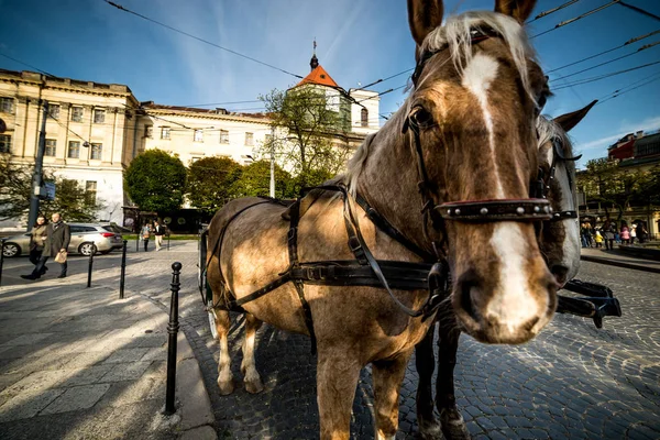 Κλείσει άλογο στην παλαιά πόλη — Φωτογραφία Αρχείου