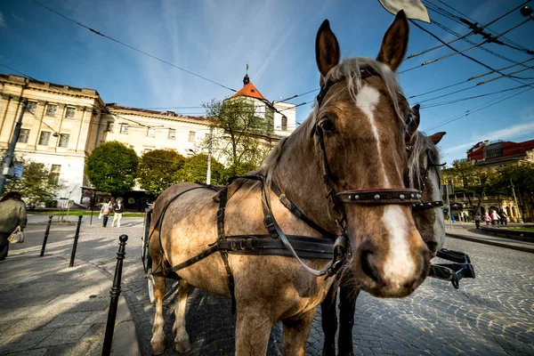 Κλείσει άλογο στην παλαιά πόλη — Φωτογραφία Αρχείου