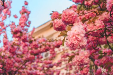 ılık bahar günü çiçek açan sakura