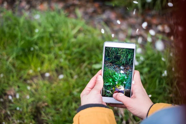 Hacer fotos por teléfono inteligente de arroyo en el bosque — Foto de Stock