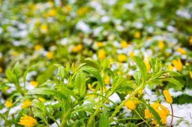 çiçek açan çiçekler Bahar park karda