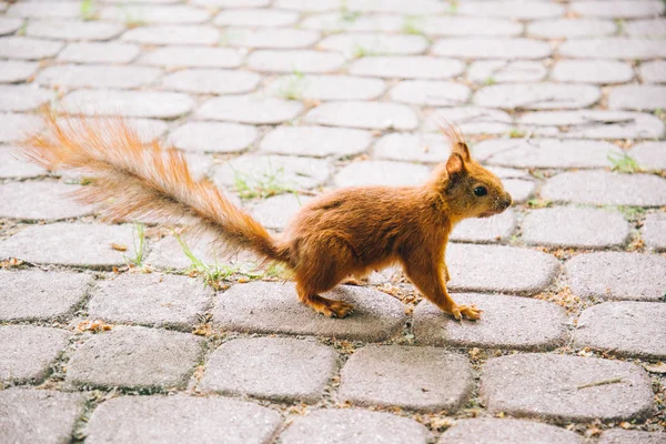 Esquilo perto em um parque — Fotografia de Stock