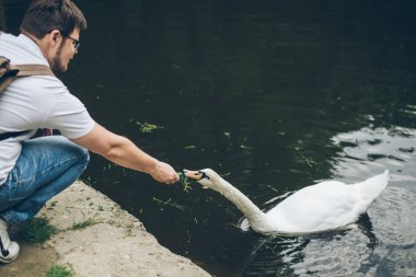Adam besleme kuğu çim ile