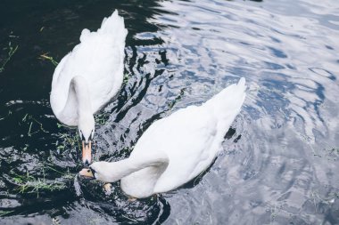 iki güzel Kuğu Gölü